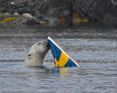 image: Från isbjörnar i Arktis via Gambiafloden till pingviner i Antarktis